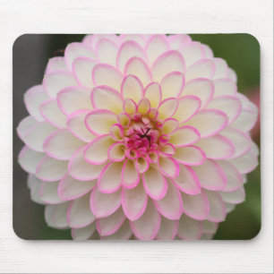 White Dahlia with pink rim flower Mouse Mat