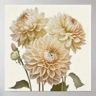 White Dahlias Flower Art Print Poster