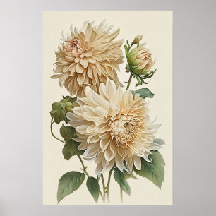 White Dahlias Flower Art Print Poster