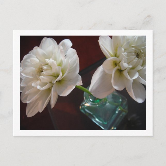 White Dahlias Postcard (Front)