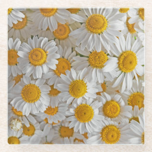 White Daisies: Beautiful Floral Background Glass Coaster