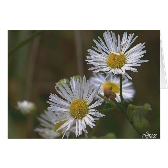 White Daisies  Card (Front Horizontal)