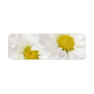 White Daisies - Customised Daisy Flower Template