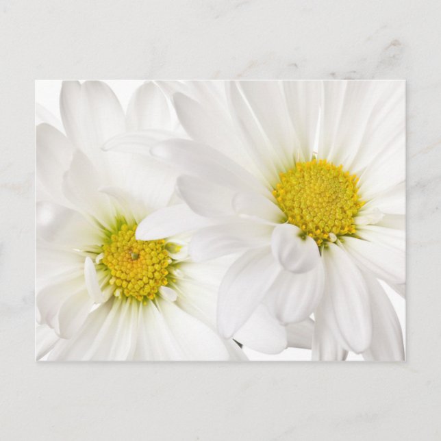 White Daisies - Customised Daisy Flower Template Postcard (Front)