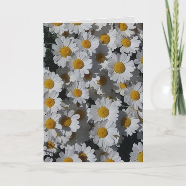 White Daisies Folded Greetings Card (Front)