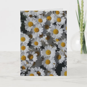 White Daisies Folded Greetings Card