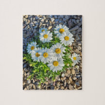 White Daisies Growing in Gravel