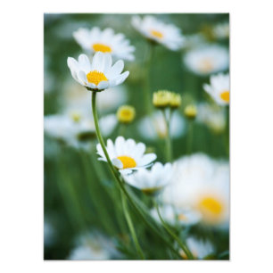 White Daisies in a Field - Customised Daisy Photo Print
