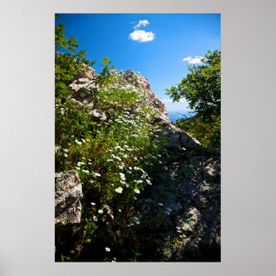 White daisies in bloom nestled in rock poster