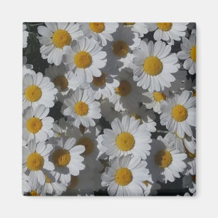 White Daisies Magnet