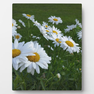 white daisies plaque