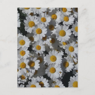 White Daisies  Postcard