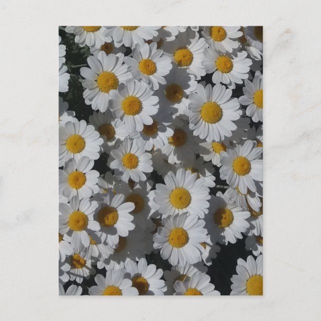 White Daisies  Postcard (Front)