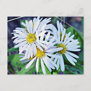 White Daisies Postcard