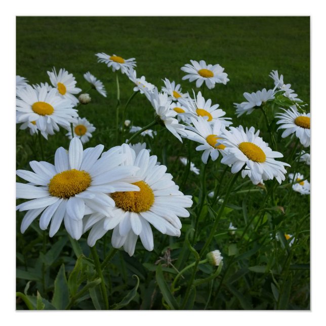 white daisies poster (Front)