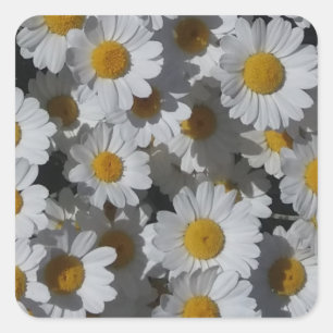 White Daisies Square Sticker