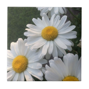 White Daisies Tile