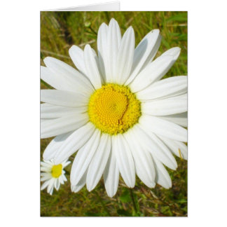 White Daisy