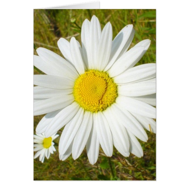 White Daisy (Front)
