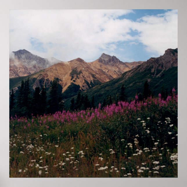 White Daisy and Purple Fireweed Mountains Photo Poster (Front)