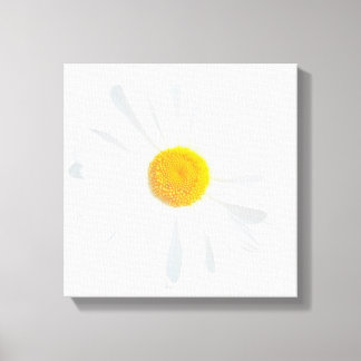 white daisy canvas print