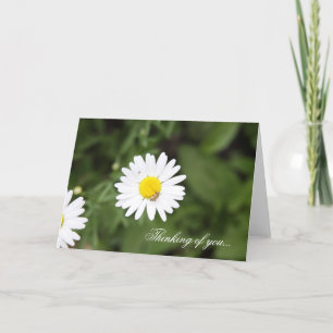 White Daisy Card