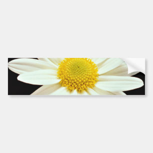 White daisy chrysanthemum flowers bumper sticker