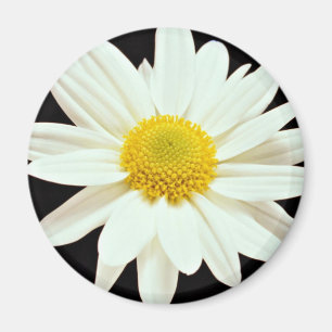 White daisy chrysanthemum flowers magnet