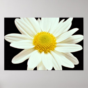 White daisy chrysanthemum flowers poster