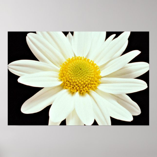 White daisy chrysanthemum  flowers poster (Front)