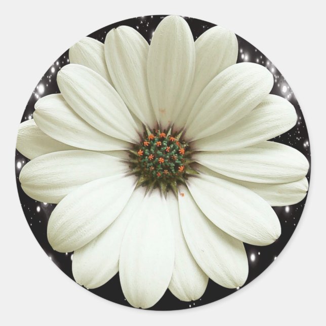 White Daisy Classic Round Sticker (Front)