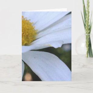 White Daisy Closeup Blank Greeting Card