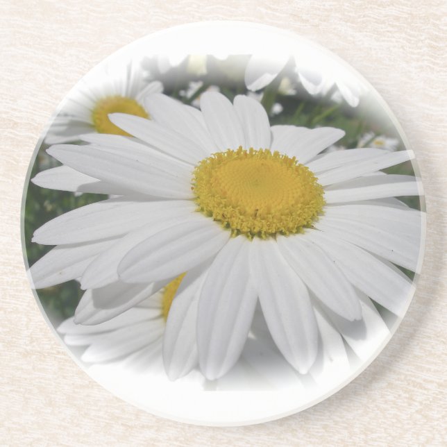 White Daisy Coaster (Front)