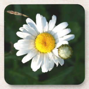 White Daisy  coasters