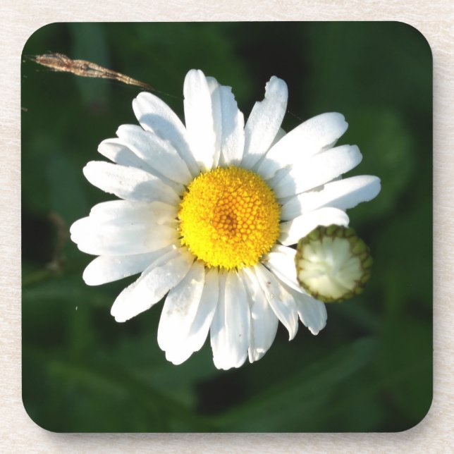 White Daisy  coasters (Front)