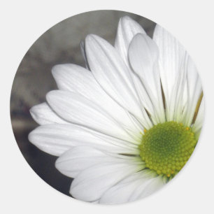 White Daisy Daisies Flower Flowers Photo Classic Round Sticker