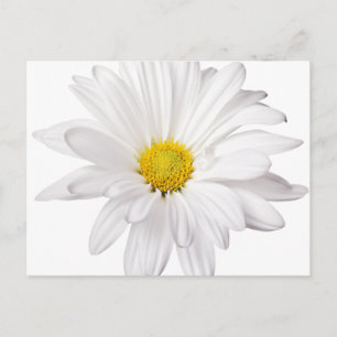 White Daisy Flower Background Customised Daisies Postcard