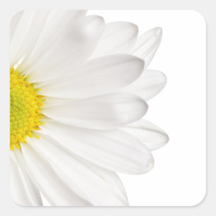 White Daisy Flower Background Customised Daisies Square Sticker