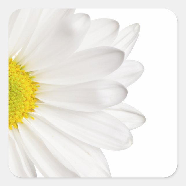 White Daisy Flower Background Customised Daisies Square Sticker (Front)