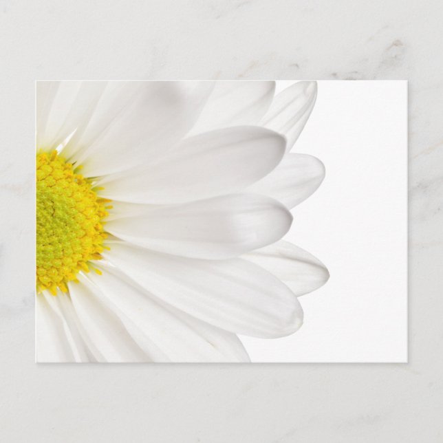 White Daisy Flower Background Customized Daisies Postcard (Front)