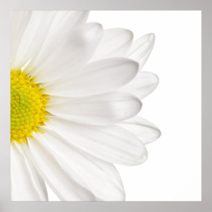 White Daisy Flower Background Customized Daisies Poster