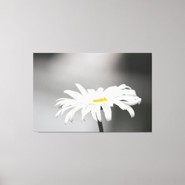 White Daisy Flower Bloom Canvas Print (Front)