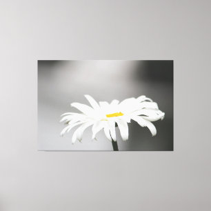 White Daisy Flower Bloom Canvas Print