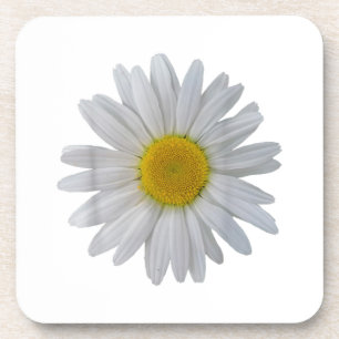 White daisy flower, blooming daisy, blooms, flower coaster