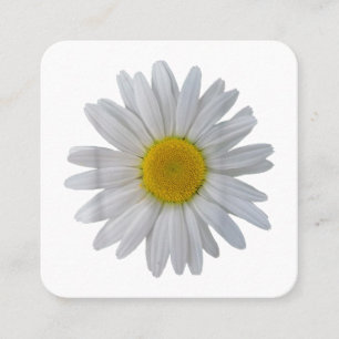 White daisy flower, blooming daisy, blooms, flower square business card
