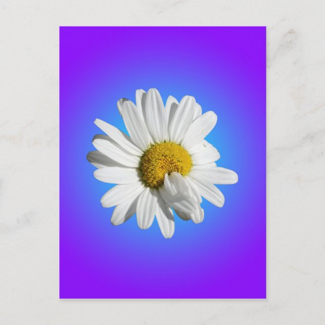 White Daisy Flower Floral Purple Blue Gradient Postcard (Front)
