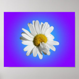 White Daisy Flower Floral Purple Blue Gradient Poster