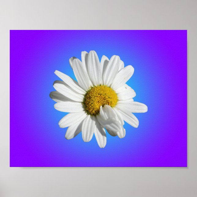 White Daisy Flower Floral Purple Blue Gradient Poster (Front)