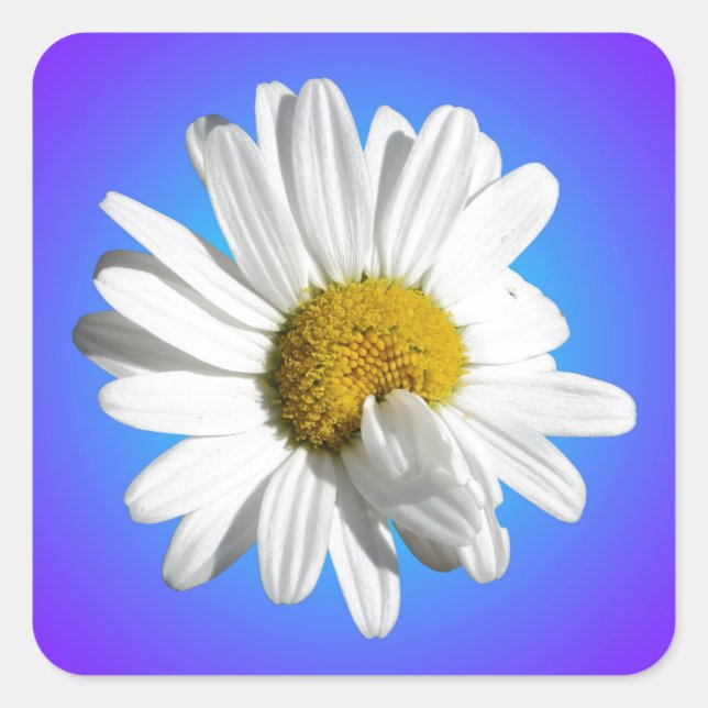White Daisy Flower Floral Purple Blue Gradient Square Sticker (Front)