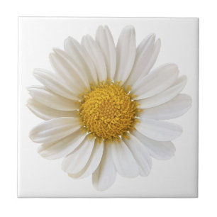 White Daisy Flower on White Background Tile